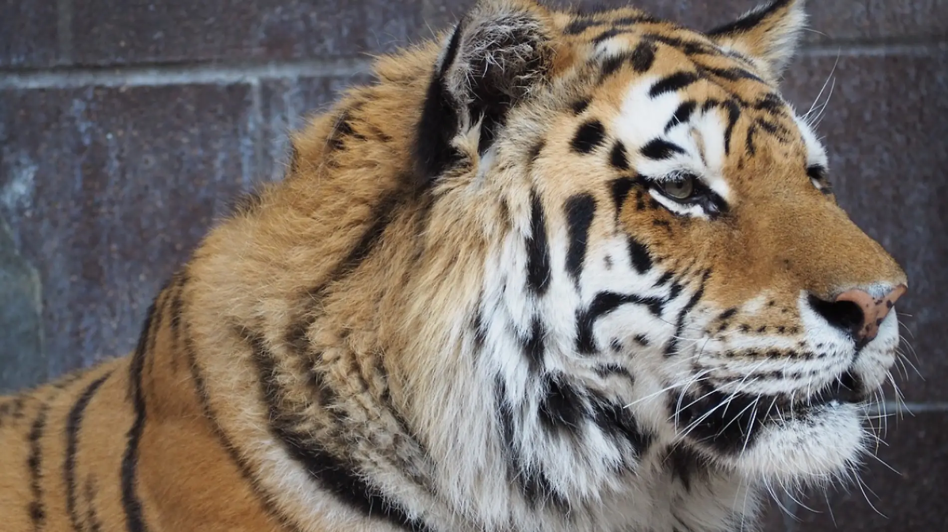 Tigre de bengala operativo 